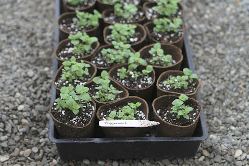 Culinary herbs - This is peppermint, will be planted in a sunny out of the way area, as mint has a tendency to take over.