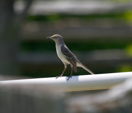 This is a mockingbird and is unusual in that it has yellow eyes. Mockingbirds are known for endless singing and can sound like 10 or 15 different birds.
