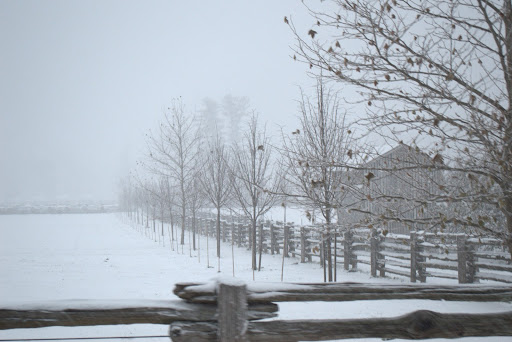 This row of trees is a linden allee, which was planted last summer.