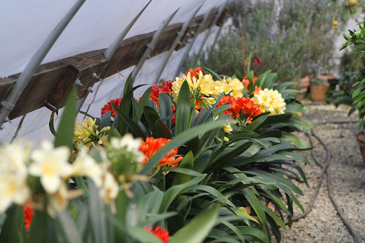 Clivias grow best where they receive bright daylight but little or no direct sun, as they burn easily.