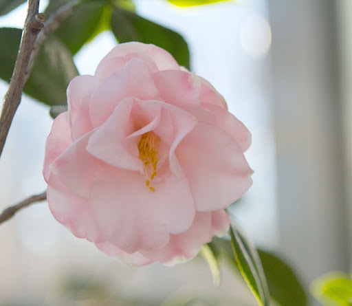 Camelias are native to eastern and southern Asia, from the Himalayas east to Japan and Indonesia. The most famous member of the camellia family is the tea plant.