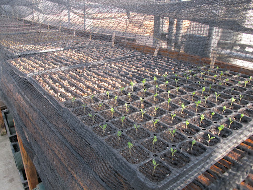 There were several flats of germinating seeds below protective bird netting, since birds are able to fly through the greenhouse.