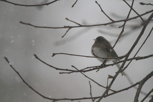 This adorable bird is a dark-eyed junco, which is very abundant here in the Northeast during the winter months.