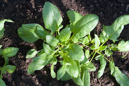 Junius is a variety of spinach that grows very rapidly, which is good because it's one of the main ingredients of my morning green juice. A new patch is planted every couple of weeks.