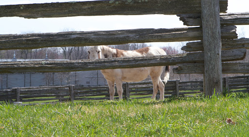 This is Billie, one of my three miniature Sicilian donkeys, along with Clive and Rufus. They are so, so happy now that spring is finally arriving.