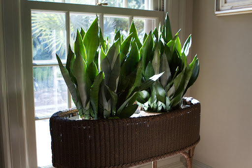 The wicker planters in the canary room were adorned with snake plants. In its native tropics, this evergreen perennial forms dense stands, spreading by way of creeping rhizomes. I love its serpentine qualities.