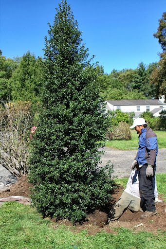 Dragon Lady is a female cultivar that grows as an upright, symmetrical, very narrow pyramid, eventually maturing to 10-20’ tall and to 4-6’ wide. It sports an abundance of bright red berries all winter long.