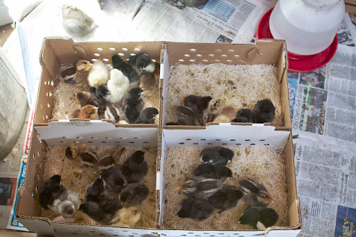 Most of these chicks were about 4 days old when delivered. They originated from My Pet Chicken Hatchery in Ohio.