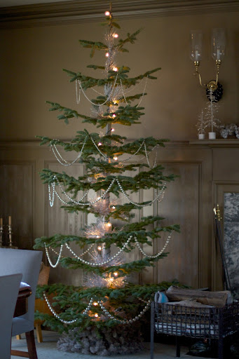 The brown room had two amazing silver tip fir trees. These fragrant specimens were grown in Oregon at elevations of 8000 feet. http://www.nwctv.com/bambisnursery/