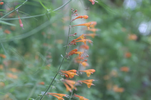 Hummingbird Mint Tango, or agastache aurantiaca - This is a slightly less common annual that Charlie grew from seeds purchased online.