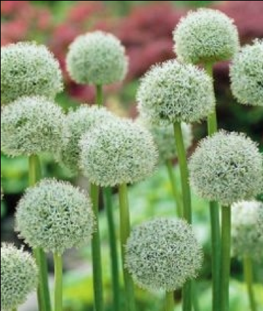 Allium stipitatum White Giant - White Giant has 6 to 8-inch snow-white globes comprised of hundreds of little florets with tiny black eyes. The foliage is quite spectacular, particularly for Allium. It stands upright and stays a beautiful dark green color until the flower blooms and dies. Photo credit: John Scheepers Catalog