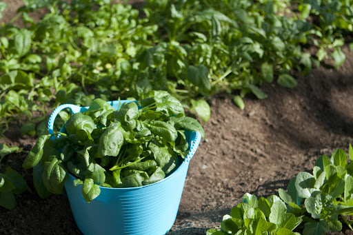 There was a beautiful harvest of tender, leafy spinach for my morning green juice. These plants are grown organically and have no chemical taste, what-so-ever.