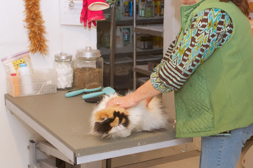 Before placing her in the warm water of the tub, Maria gave Peony a good brushing on the grooming table to loosen up any snarls.