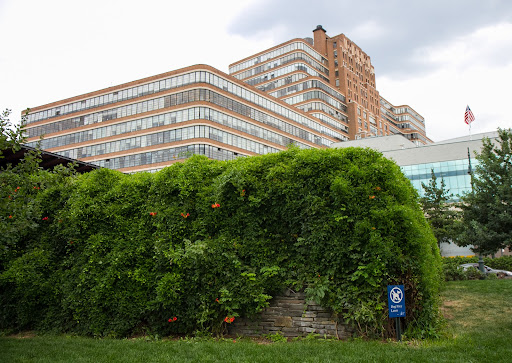 Back near the Starrett Lehigh building - Trumpet vine and clematis growing on a park maintenance building