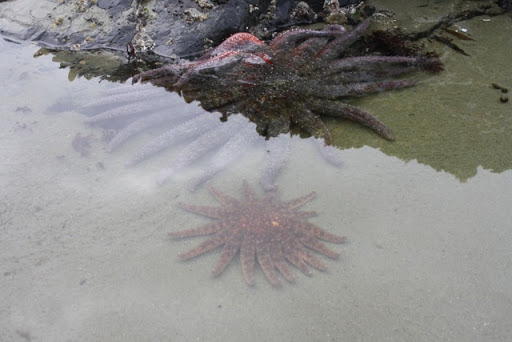 The sunflower sea stars range in color from bright orange to brown and purple.