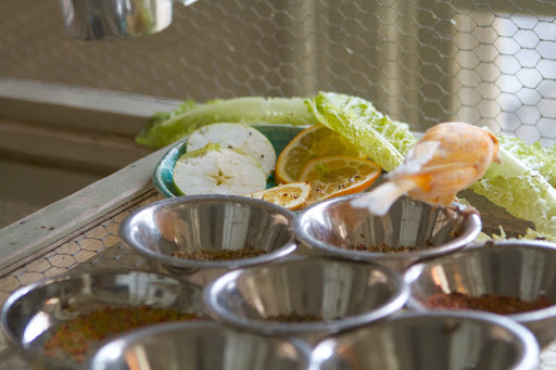 In addition to seed, the birds are given fresh fruit slices and leafy greens and vegetables to munch on.