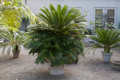 This is what the giant cycad looked like in October, before it was trimmed of pups, repotted, and moved into the tropical greenhouse for the winter.