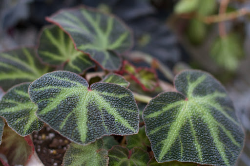This is a begonia soli-mutata.
