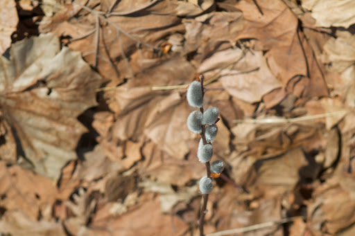 Cuttings should be from new growth, at least as thick as a pencil, and a foot or more in length for direct sticking. And at least one or two buds must be above ground when the cutting is set.