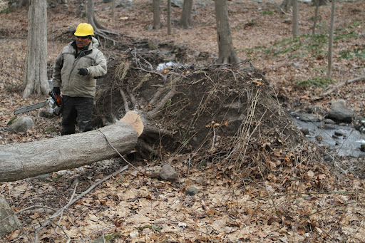 The root mass will be pushed back into position when the ground thaws and nature will take its course.
