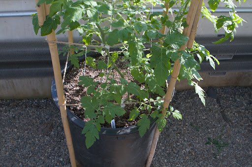 Sakura is a prolific yielder of bright red, shiny, medium-sized cherry tomatoes. Each pot is planted with 4 plants that are supported on twine attached to a rigid bamboo frame.