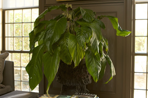 This wonderful plant placed in a faux bois planter in the brown dining room is a bat plant, that can be found growing wild in the tropical forests of the Yunnan Province in China.