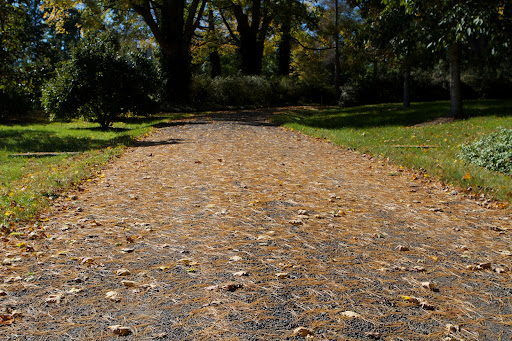 You know the season is changing when white pine needles drop en masse.