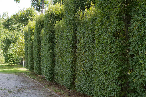 With the front face done, Chhewang and Wilmer have moved to the road side of the hedge, which is not sculpted, but pruned flat.