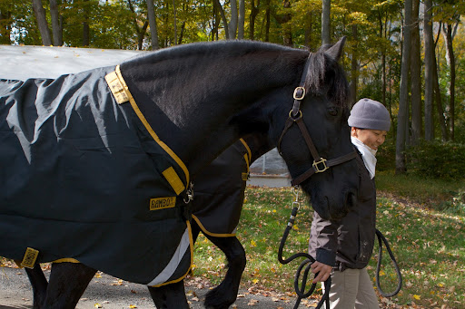 The temperatures were dropping and this was the first time this season that the horses wore their warm blankets.