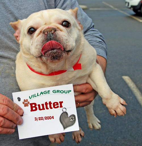 The intake photo of Butter - I'm Butter, and hopefully I make your heart melt enough to donate a few dollars for a medical exam, heart-worm check and vaccinations. I too could use a pedicure, but what little lady wouldn't?! My Mom is Dimples, we would love to be able to go to the doctor together!