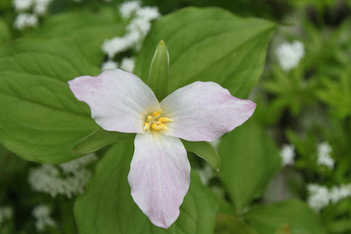 And a beautiful pink trillium - One should never pick a trillium. Doing so seriously injures the plant by preventing the leaf-like bracts from producing food for the next year and it takes a plant many years to recover.