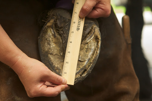 And this is the hoof length from the toe to the buttress of the heel, or the farthest weight bearing point of the heel where the hoof wall ends. Friesians have very large hooves!