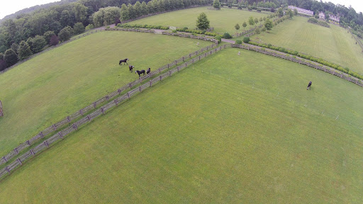 A nice shot of my Friesians, Rinze, Rutger, Meindert and Ramon on the left and Sasa on the right. The grass in these paddocks is cut very short, preventing too much rich grazing which causes the Freisians to get fat.
