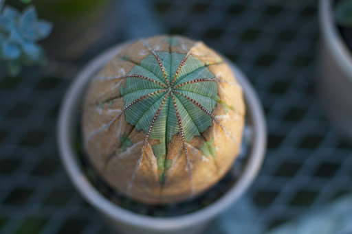 A cactus with very interesting patterns and textures