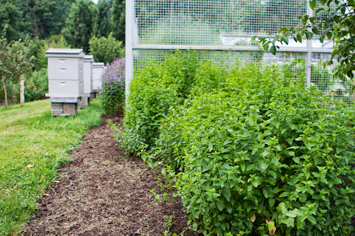 Outside the cutting garden, we're growing several varieties of mint in a bed of its own. Mint has vigorous runner roots that send up new plants and can take over a garden. As you can see, it is thriving here.