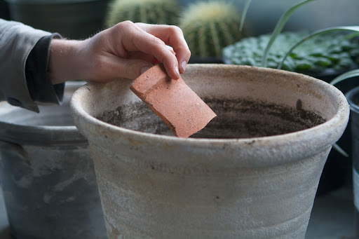 A broken shard is positioned over the drain hole in the bottom of each pot, allowing water to drain out but keeping the potting mix from escaping.