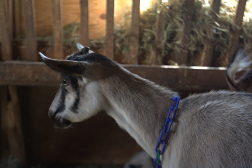 Also in the barn with kids are Sheryl, Ella, and Gladys.
