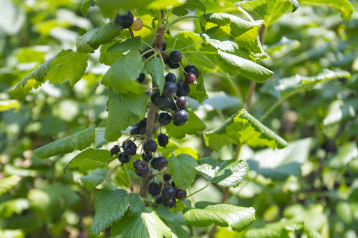 These beauties are Ben Sarek black currants. The fruit is very deep purple, and extremely fragrant and are grown primarily as the basis for syrup, often distilled into a liqueur called cassis.