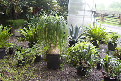 Before my last trip to Skylands, when we planted the outdoor urns, I chose several plants from this greenhouse to be trucked up to Maine to be planted in those urns - ponytail palm, staghorn ferns, bird's nest ferns, agaves, etc.