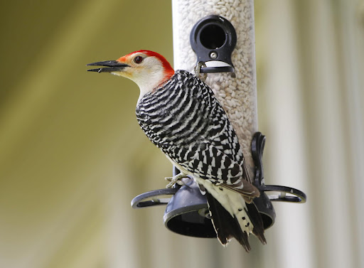Red-bellied woodpeckers are known for their striking black and white barred backs and their gleaming red caps.