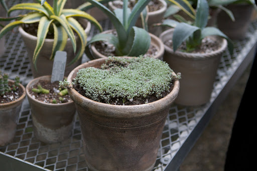 Raoulia australis - An unusual alpine from New Zealand, this forms an absolutely flat carpet of lead-grey foliage that will creep in between and over small rocks.