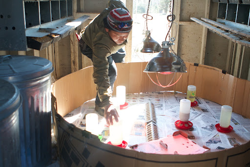 Baby chicks need plenty of clean water to drink, so Phurba positioned several chick waterers in the brooder. An open dish of water is dangerous, as chicks could drown.