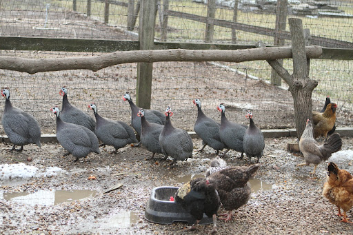 Native to Africa, guinea fowl are known for traveling in large, gregarious flocks. These 12 certainly stick together.