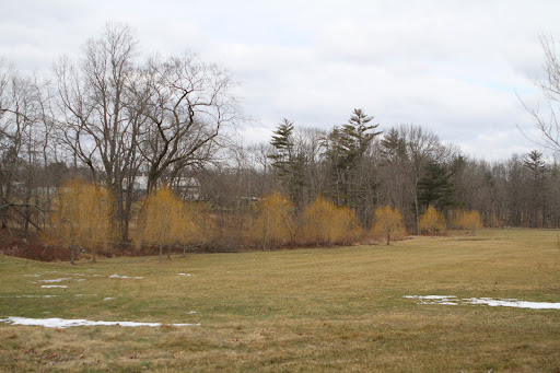 The yellow of the weeping willows looks spring-like.