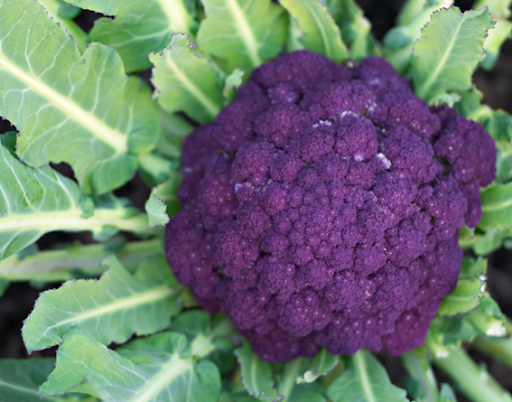 Purple cauliflower's color is due to the presence of the antioxidant anthocyanin, which can also be found in red cabbage and red wine. It has a pleasant mild flavor.