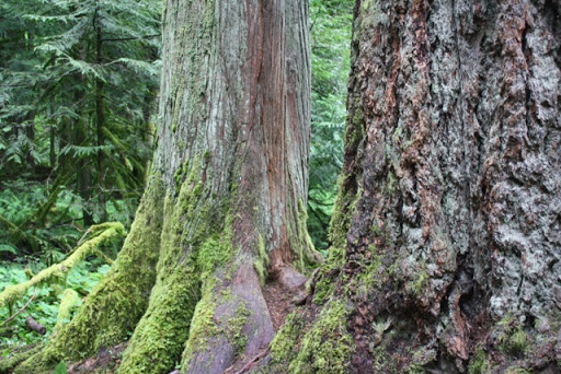 Many of these heritage trees are more 1000 years old!