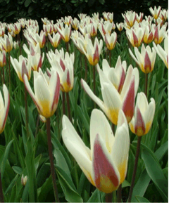 Officially classified as a Kaufmanniana Hybrid, this clusiana-like tulip is white with a spreading yellow base and purplish-rose petal segments.