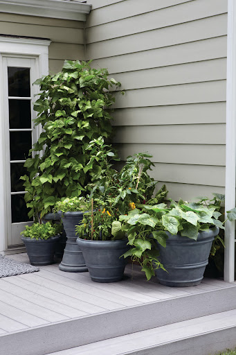 Learn how to grow a garden no matter the size of your backyard with our small space gardening tips.