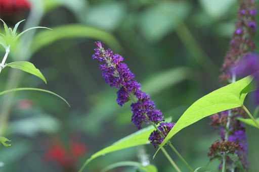 These are the fragrant dark purple flowers of butterfly bush, which hummingbirds, butterflies, and bees adore.