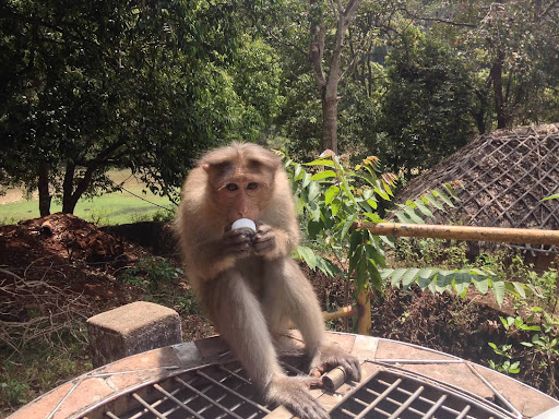Back at the park the next day, as I attempted to discard some rubbish in a very well secured garbage can, I was joined by this small monkey who wanted very much to enjoy my banana peel. I understood why the grate was so tightly tied shut, because his little hands tried very hard to undo it. All he got was someone’s bottle cap.